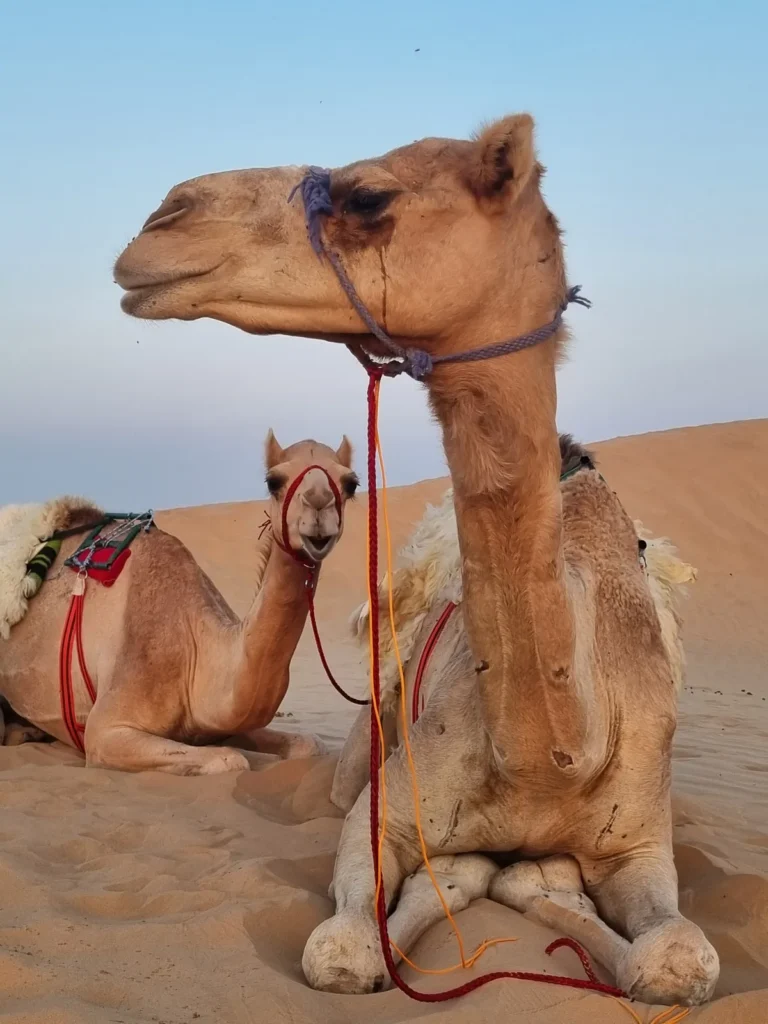 Digital Detox Experience 3-Day