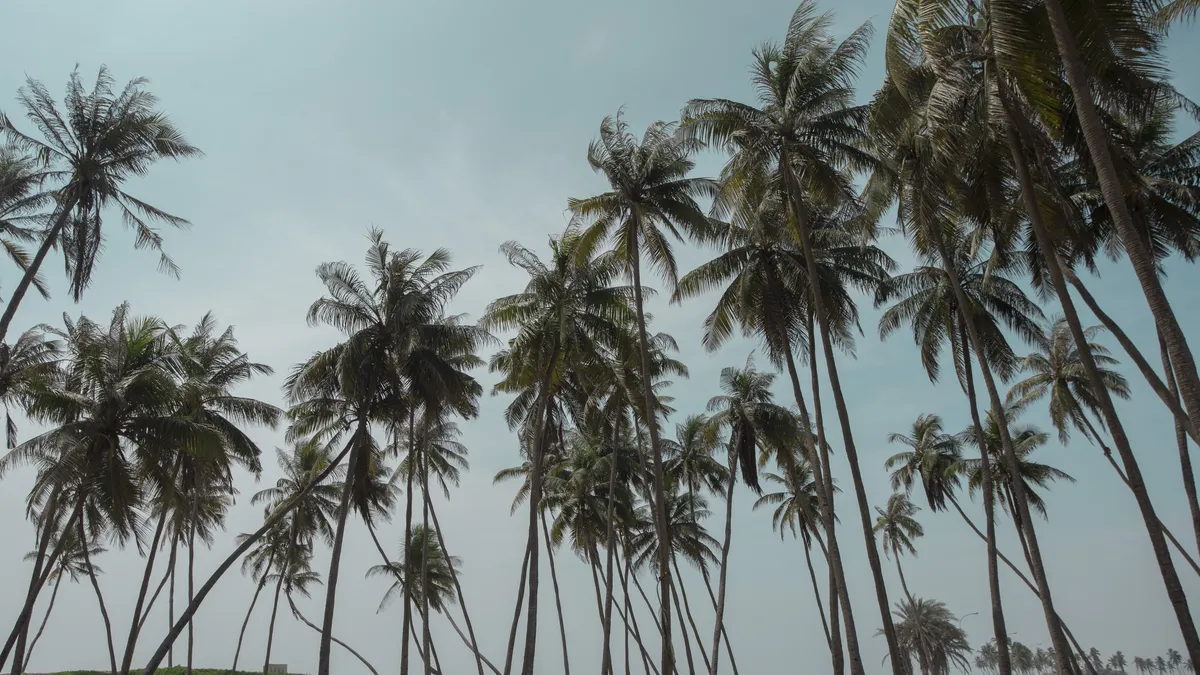 Palm Villa