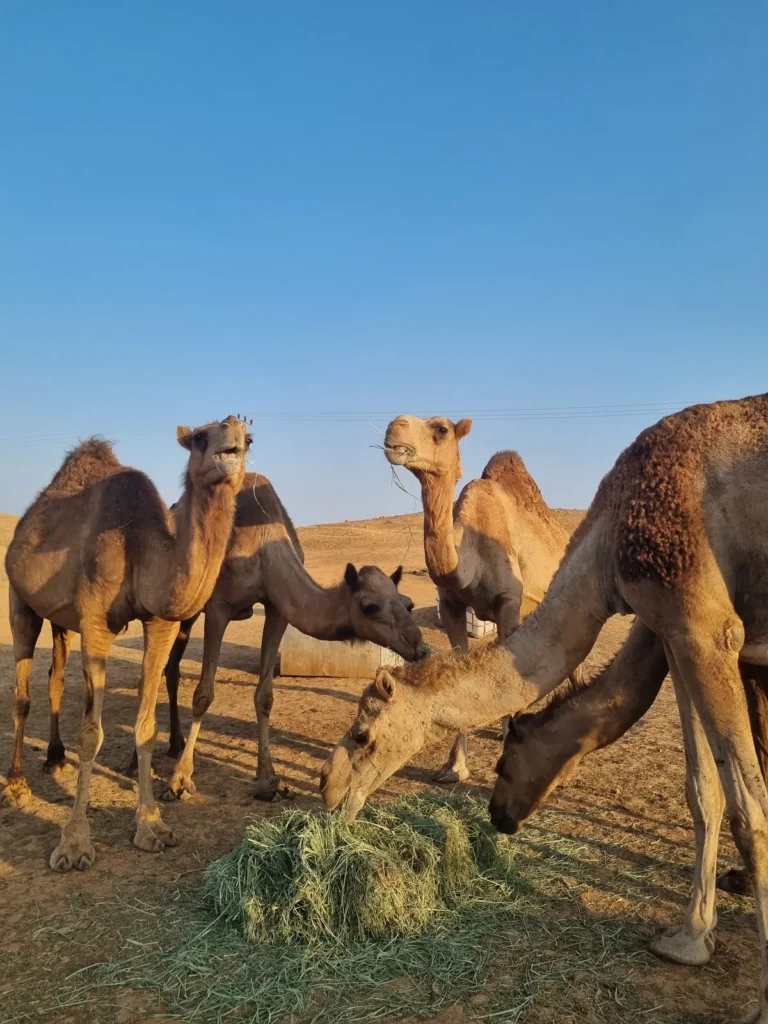 Camel Izba Experience