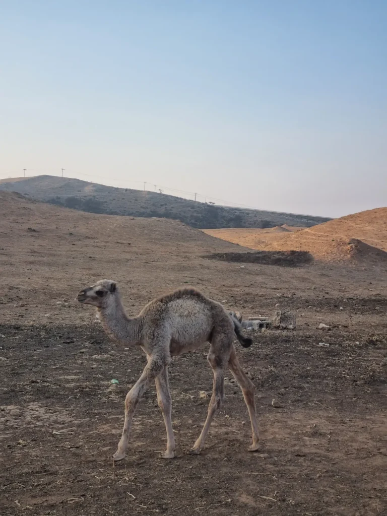 Camel Izba Experience
