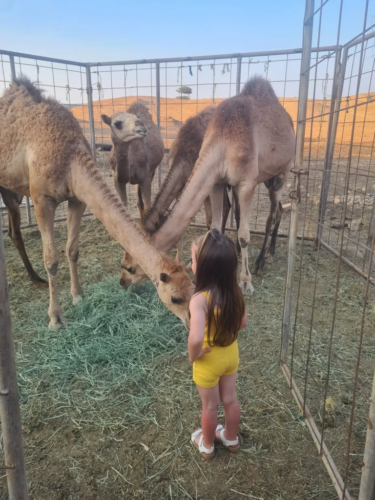 Camel Izba Experience