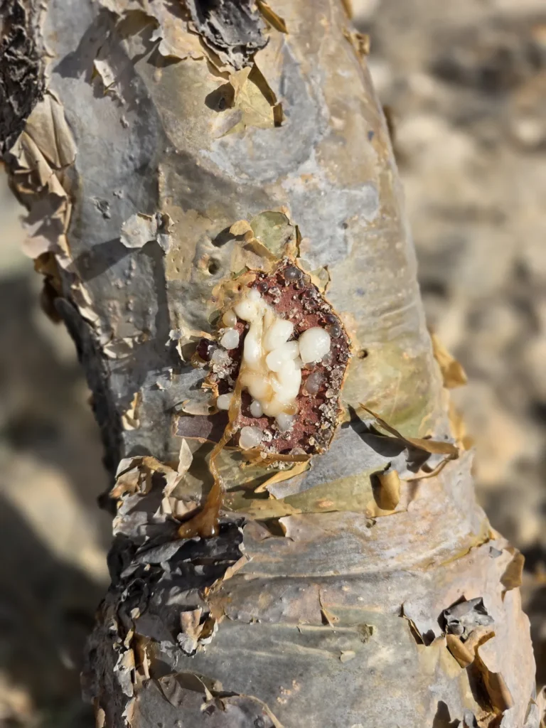 Frankincense Farm & Sunset Seas
