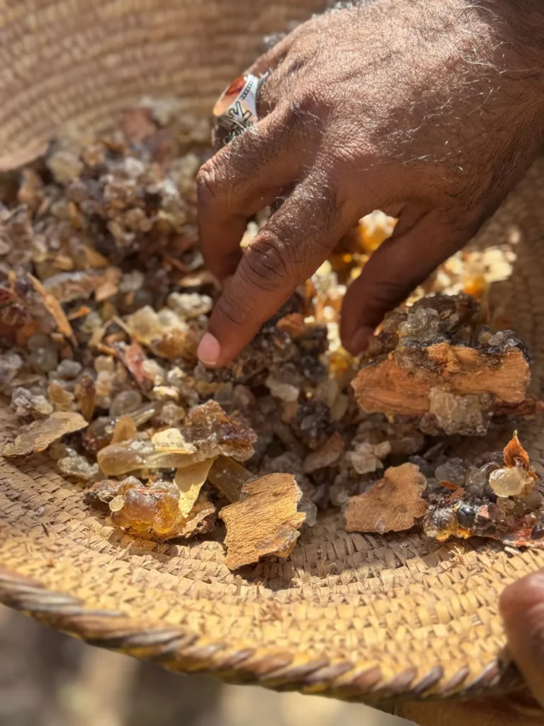 Frankincense Farm & Sunset Seas