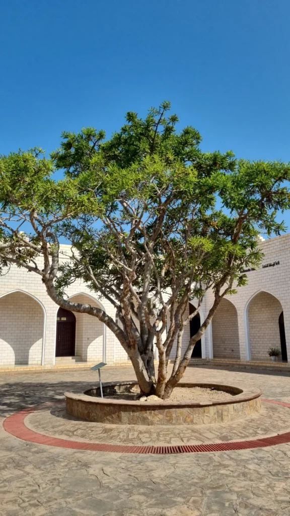 UNESCO World Heritage Tour