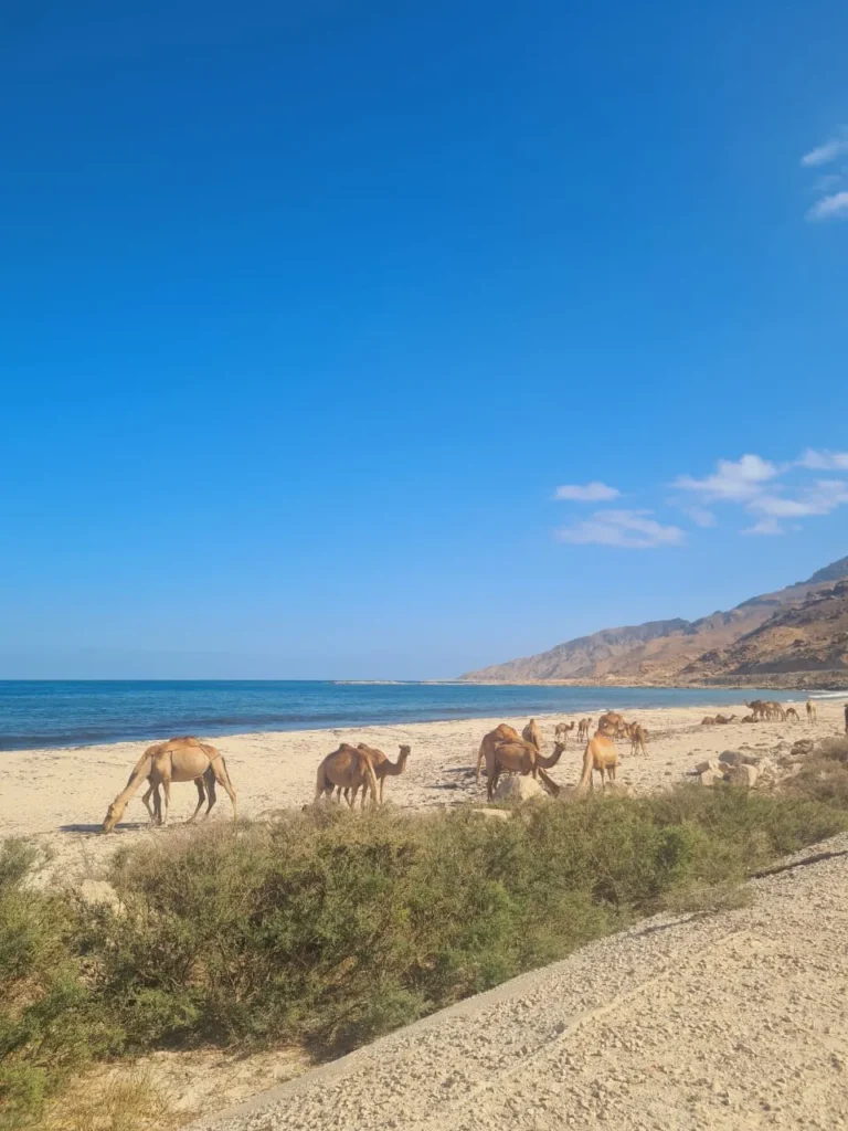 Wadi Sinaq Tour