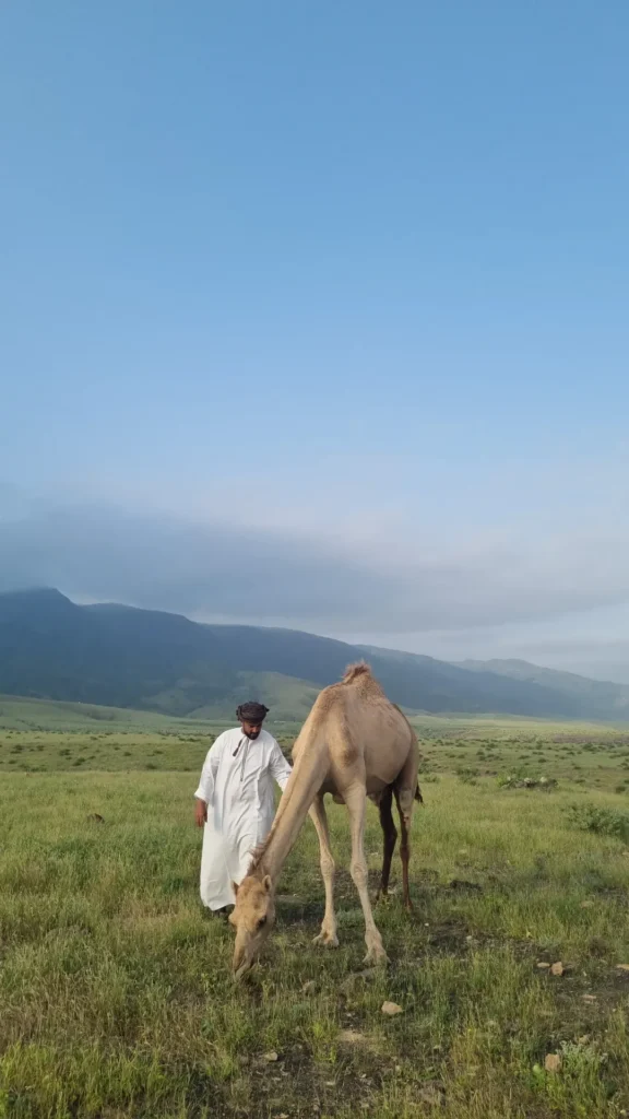 Waterfall & Camel Sunset Tour
