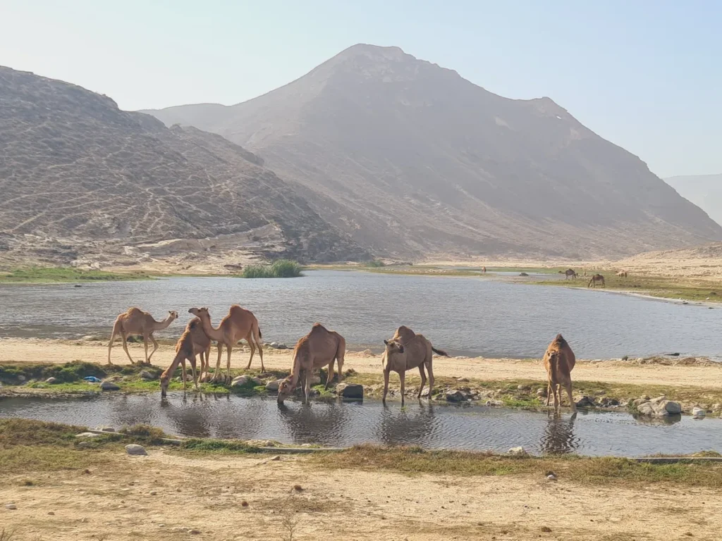 West Salalah Tour